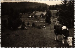 Les Moussieres Les Paturages du Haut-Jura