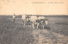 Le Plessis Chenet - Le Plateau - Boeufs Au Labour - Scene D'Agriculture