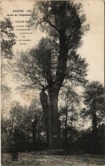 Dijon - Jardin de l'Arquebuse Le Puplier noir à Dijon