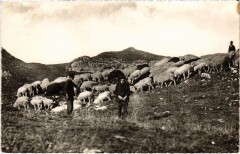 Troupeau de moutons vers les sommets France