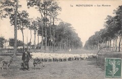 Montgeron Les Moutons -
																					91230 Montgeron
																			