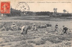 Verrieres Etablissements Vilmorin Andrieux Recolte De Graines