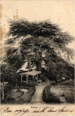 Carte postale ancienne Le Cèdre
                                                                     à Torcy
                                