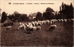 Sornac - Reyssac - Moutons aux Paturages à Sornac