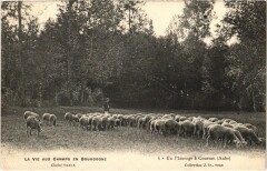 Coursan - Un paturage