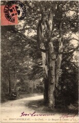 Fontainebleau La Foret - Le Bouquet de Lisette à Fontainebleau