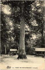 Foret de Fontainebleau - Le Jupiter à Fontainebleau