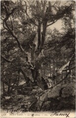 Mont Ussy - Tree