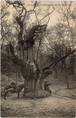 Robinson Le plus vieux Chataignier -
													92 Hauts de Seine
												