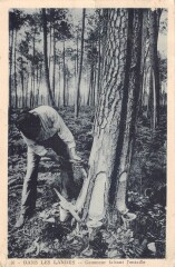 Dans Les Landes Gemmeur Faisant L'Entaille