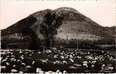 Puy de Dome Paturages au pied France