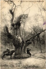 Robinson Le plus vieux Chataignier -
													92 Hauts de Seine
												