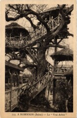Robinson Le Vrai Arbre
