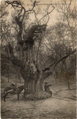 Robinson Le plus vieux Chataignier -
													92 Hauts de Seine
												