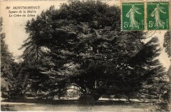 Montmorency Square de la Mairie Le Cedre du Liban -
																					95160 Montmorency
																			
