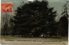 Montmorency Jardin de l'Hotel de Ville Cedre du Liban -
																					95160 Montmorency
																			