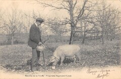 Recolte De La Truffe Propriete Raymond Fumat -
													46 Lot
												