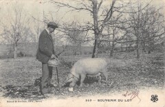 Souvenir Du Lot Chercheur De Truffes Cochon -
													46 Lot
												