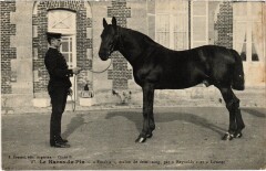 Le Haras-du-Pin Fuschia Horse
