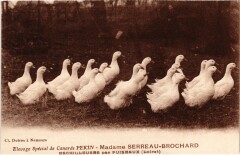 Eschilleuses par Puiseaux Elevage de canards Pekin à Puiseaux