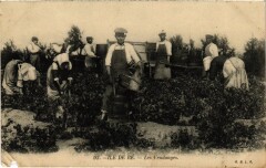 Ile de Ré les Vendanges