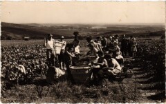 Ay Scne de vendanges -
													51 Marne
												