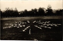 Carte photo Saint-Etienne Fete Gymnastique