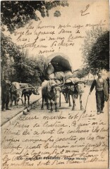Les Pyrénées Attelage béarnais
