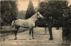 Horse Les Pyrénées Pau Youyou pur sang anglo-arabe -
													64 Pyrénées Atlantiques
												