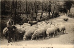 Berger des Pyrénées