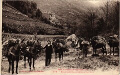 Les Pyrénées Muletiers transporteurs du bois