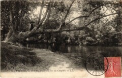 Creteil Arbre penche au bras du Chapitre