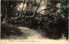 Creteil Arbre penche au bras du Chapitre
