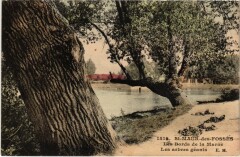 St Maur Les arbres geants -
													94 Val de Marne
												