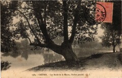 Creteil Arbre penche