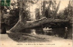 Creteil Arbre penche