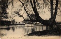 Creteil Arbre penche