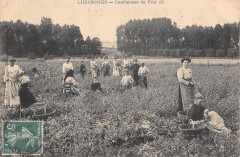 Luzarches - Cueilleuses De Pois - cliché rare à Luzarches