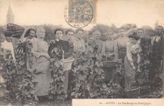 Nuits / La Vendange En Bourgogne