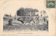 Semence Des Grains En Limousin