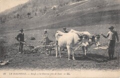 Le Dauphine / Boeufs A La Charrue Pres De Lans
