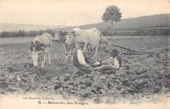Souvenir Des Vosges / Travail De La Terre