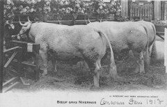 Boeuf Gras Nivernais -
													58 Nièvre
												