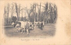 Types Basques - Les Boeufs