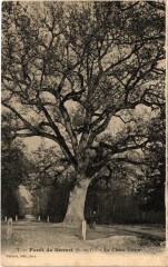 Foret de Senart - Le Chene Prieur