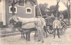 Attelage Basque