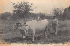 Lot Et Garonne / Paysan Au Labour -
													47 Lot et Garonne
												