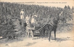 Vendanges En Champagne / Transport Du Raisin A La Cuve Pour Etre Pressure