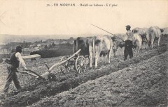 En Morvan - Boeufs Au Labour