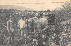 Les Vendanges / Transport Du Raisin -
													71 Saône et Loire
												